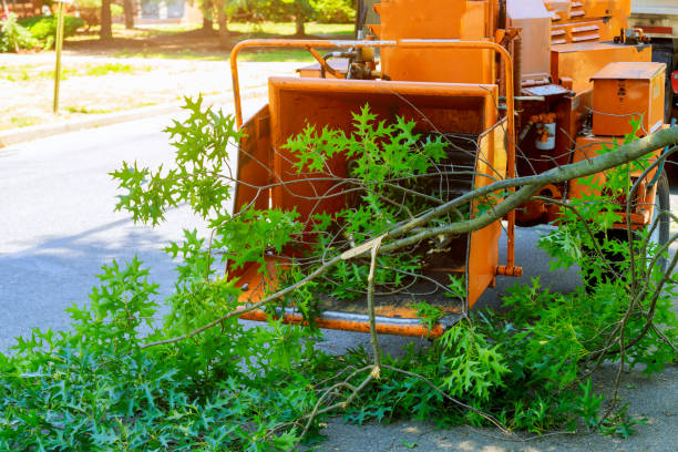 Hayfork, CA Tree Services Company